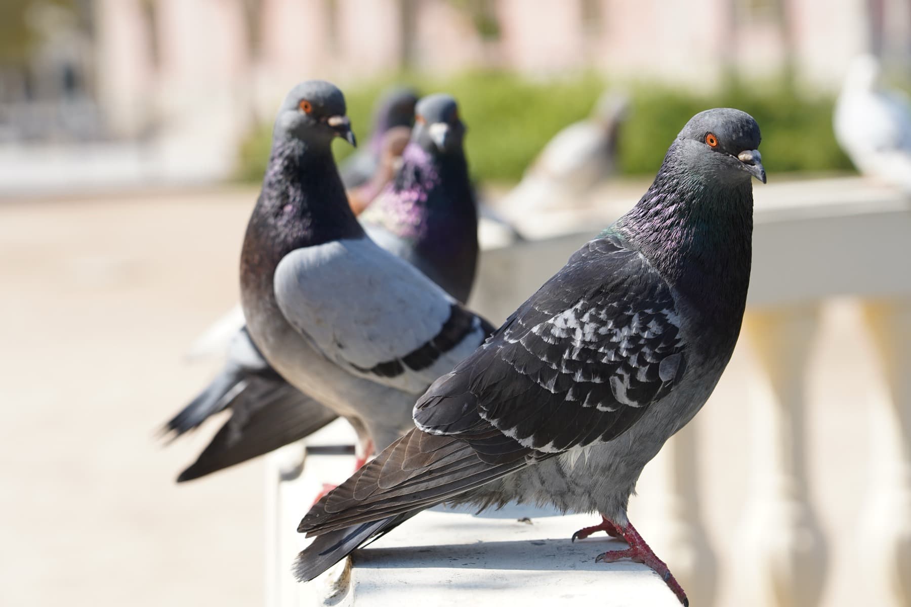 Dépigeonnisation