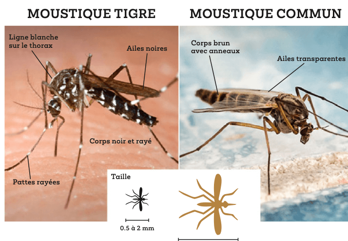 Comparaison entre le moustique tigre (corps noir et rayé, ligne blanche sur le thorax, pattes rayées, ailes noires) et le moustique commun (corps brun avec anneaux, ailes transparentes)