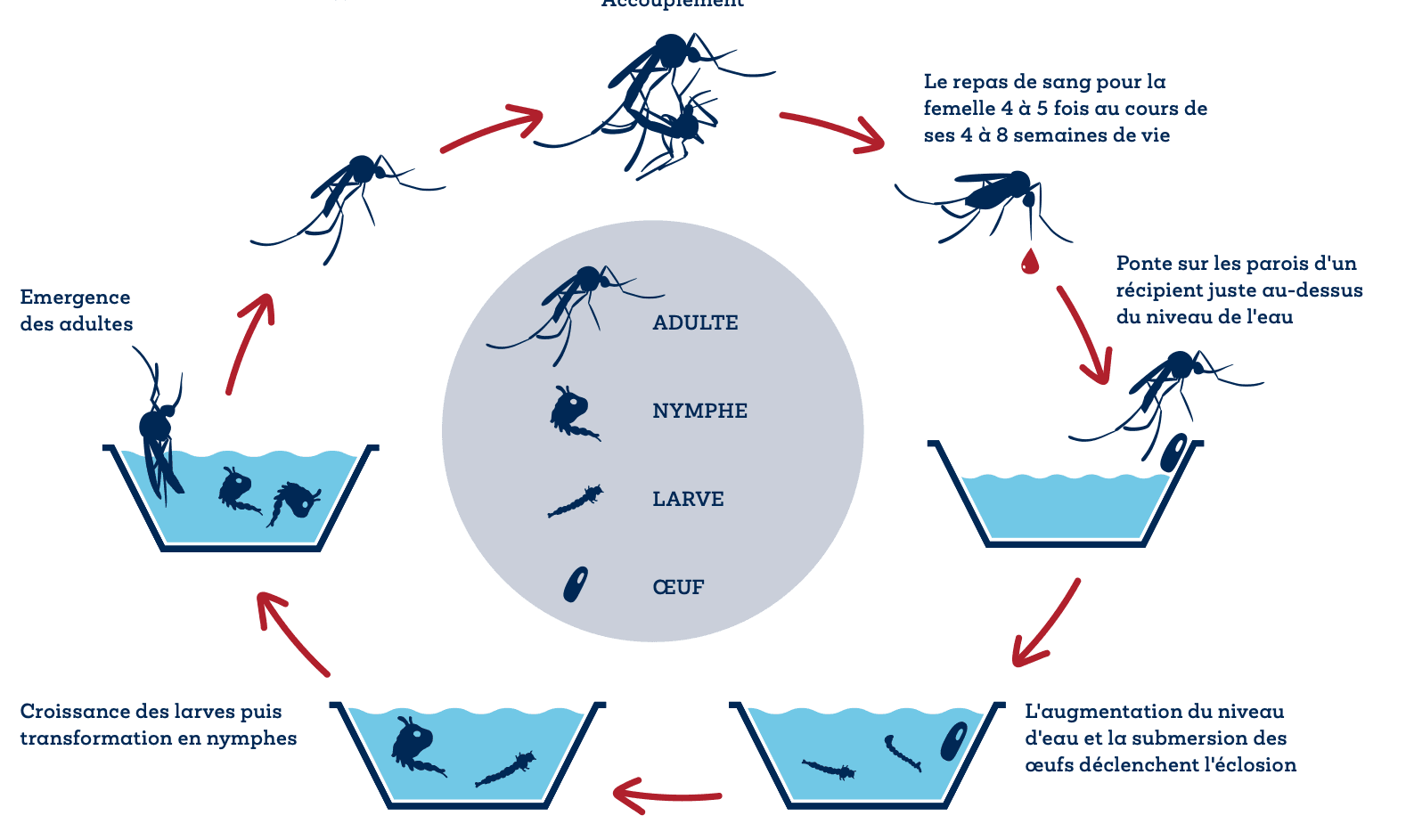 Cycle de vie du moustique tigre : accouplement, repas de sang, ponte sur les parois d'un récipient au-dessus de l'eau, éclosion à la montée du niveau d'eau, croissance des larves, nymphes, émergence des adultes